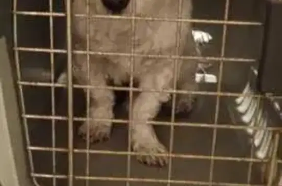 Animaux trouvés Ferrette, photo: Chien mâle blanc perdu à Ferrette