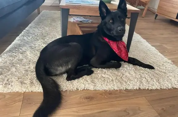 Chien perdu Auray, photo : Chien malinois perdu à Auray