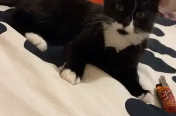 Chat perdu, Riom, photo: Chaton noir et blanc perdu à Riom