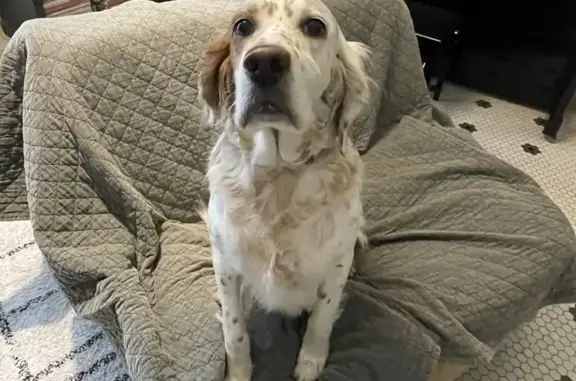 Chienne setter perdue à Meyran - photo