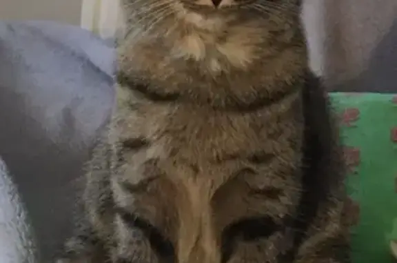 Chat perdu, Pouilly-en-Auxois, photo: Chat tigré de 10 ans perdu