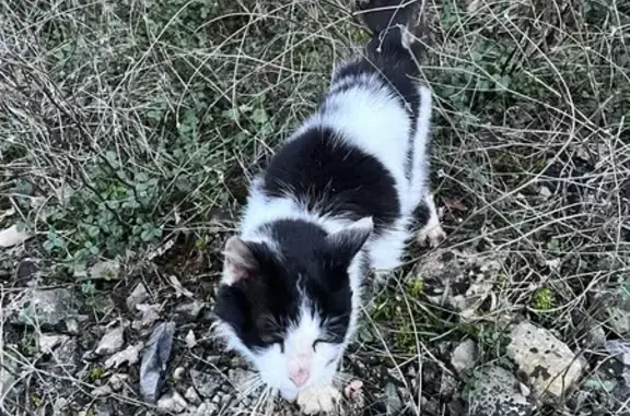 Chat noir/blanc sociable trouvé - photo