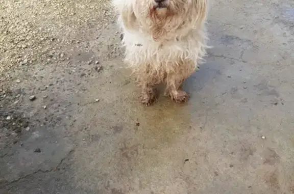 Chien perdu retrouvé à Cahors - photo