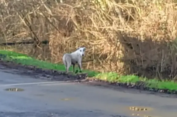 Chien doux trouvé près d'une ferme - photo