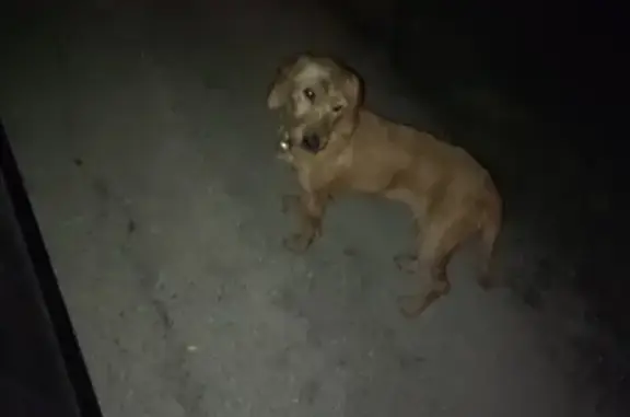 Chien perdu à Mérindol, PACA - photo