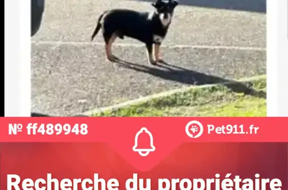 Mango, petit chien perdu, Bretagne - photo