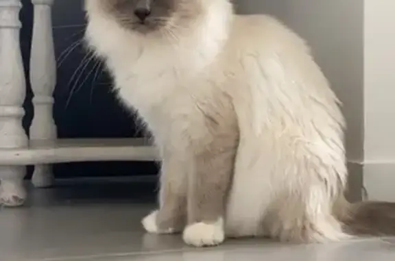 Chat perdu, Feurs, photo: Chatte Birmane Ruby perdue