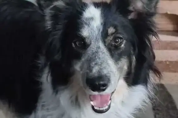 Chien perdu Auch, photo : Border Collie perdu, Auch