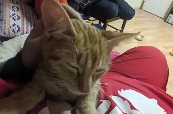 Chaton roux perdu et affamé - photo
