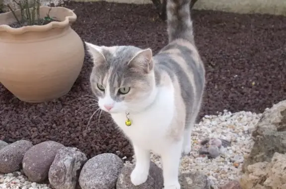 Animaux perdus Villeneuve-de-la-Raho, photo: Chatte Cacahuète Isabelle perdue