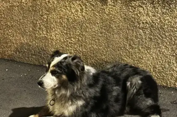Chien craintif trouvé aux Pennes - photo
