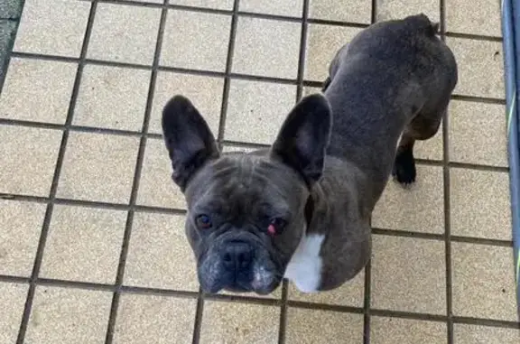 Chienne bouledogue perdue à Monchiet - photo