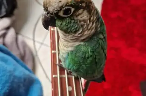 Chat perdu, , photo: Chat Youpi et conure perdus