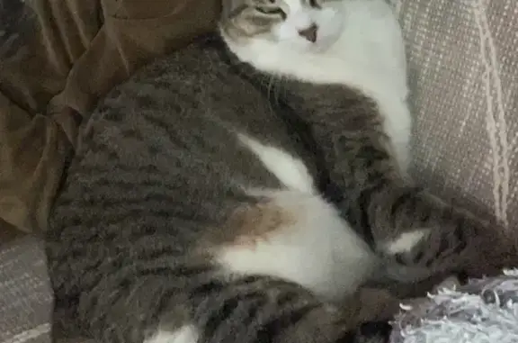 Animaux perdus , photo: Chatte craintive perdue à Beaucaire