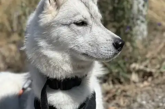Animaux perdus , photo: Perdue: Husky Salta à Crots