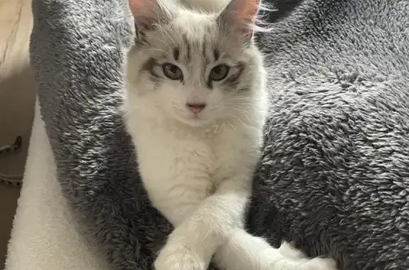 Animaux perdus La Crèche, photo: Chat Siamois Blanc Perdu