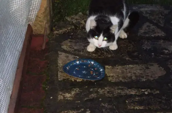Chat noir et blanc trouvé - photo