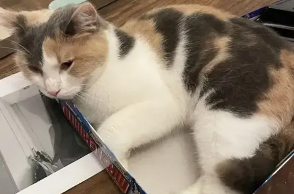 Animaux perdus Caen, photo: Chatte tricolore perdue à Caen