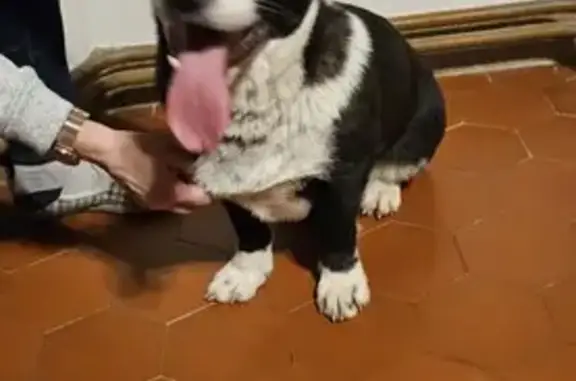 Chien perdu à Souppes retrouvé - photo