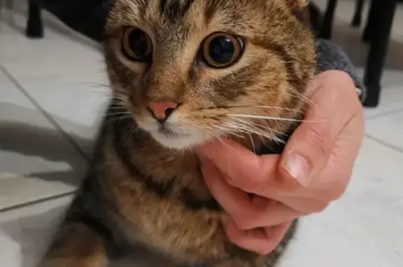 Chat tigré trouvé à La Souterraine - photo