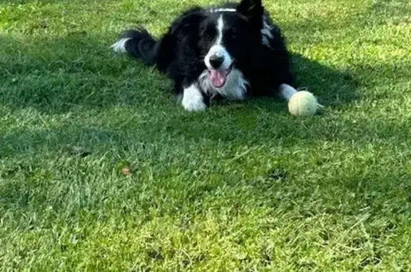 Chien perdu Harnes, photo : Chien Border Collie perdu à Harnes