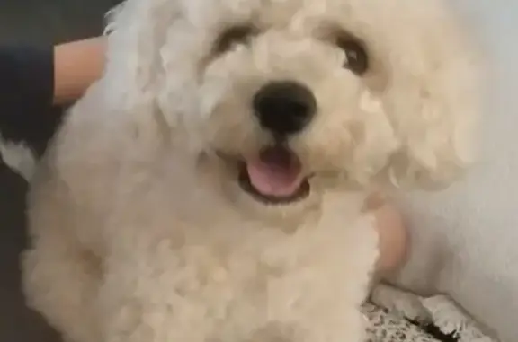 Lost Cavoodle Buddy - Northern Beaches #43