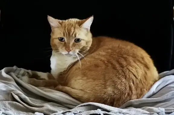 Chat perdu, Saint-Jean-sur-Veyle, photo: Chat Roux et Blanc Disparu