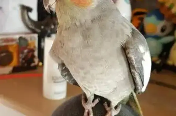 Lost Female Cockatiel - Damian Dr, Salisbury!