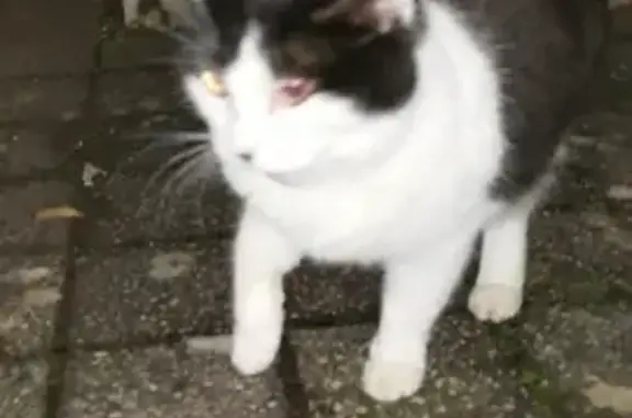 Chat trouvé Ville-la-Grand, photo: Chat sociable trouvé à Ville-la-Grand