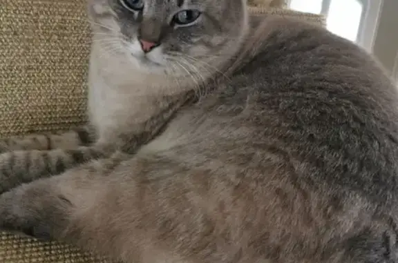 Chat perdu, Lons, photo: Minouch, chat tigré disparu à Lons