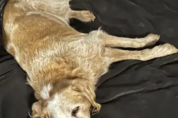 Chien beige croisé trouvé à Léognan - photo