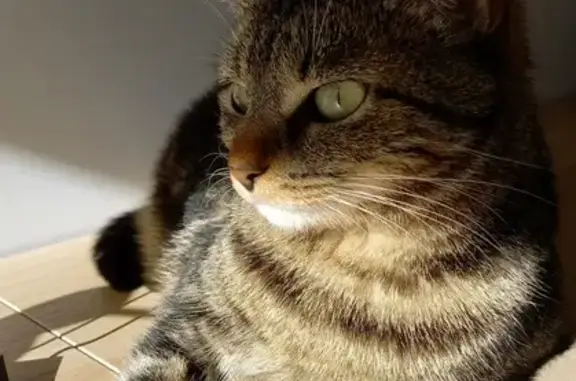 Chat perdu, Montluçon, photo: Chat Européen tigré perdu à Montluçon