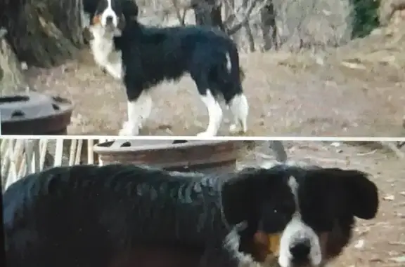 Chien craintif trouvé à La Mine - photo