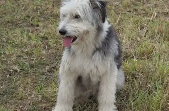 Chien perdu Idron, photo : Chienne Chica perdue à Idron