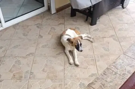 Chiot épagneul perdu cherche foyer - photo