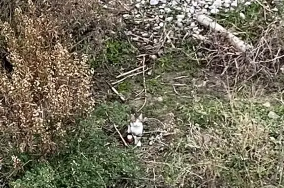 Chaton blanc et roux trouvé à Nice - photo