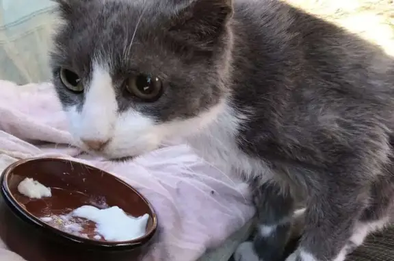 Chat gris malade trouvé au Poët - photo
