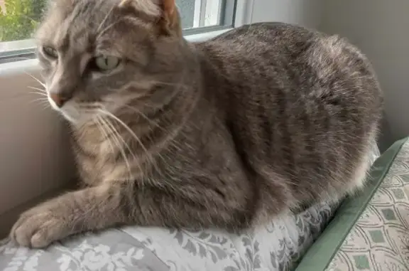 Animaux perdus , photo: Chatte grise perdue - La Rivière-Drugeon