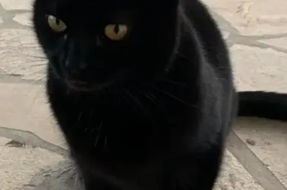 Chat trouvé Anglet, photo: Chaton câlin trouvé à Anglet