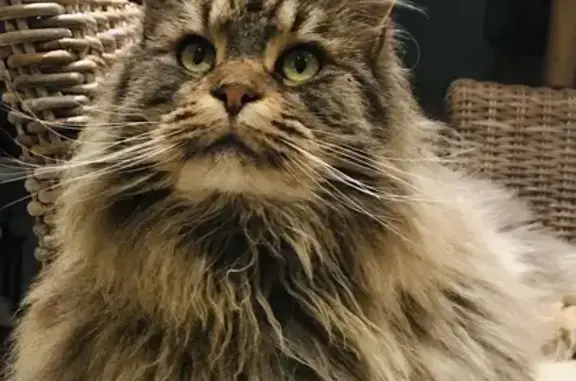Animaux perdus Niort, photo: Avis de recherche: Chat tigré