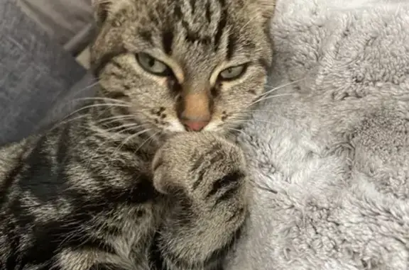 Chatte perdue à Capens, docile - photo