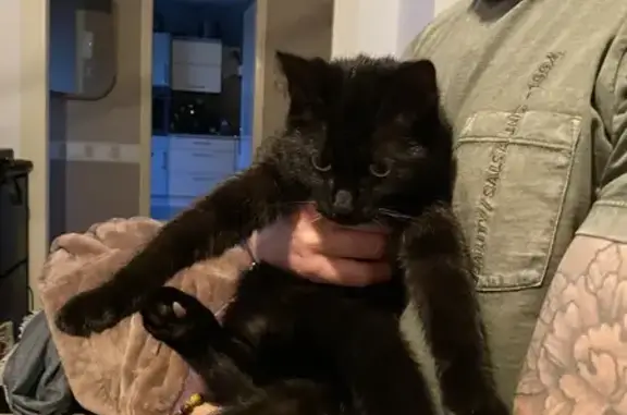 Chat noir affectueux trouvé - photo