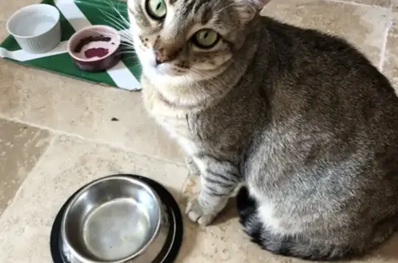 Animaux perdus Les Matelles, photo: Chatte tabby perdue à Les Matelles
