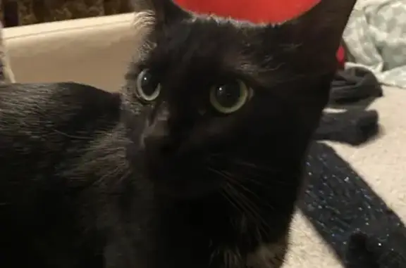 Chat noir sociable retrouvé - photo