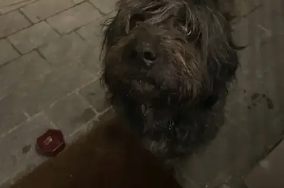 Chien âgé et affamé trouvé - photo