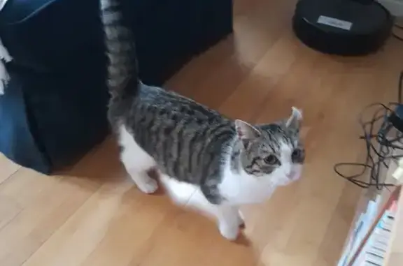Chat européen trouvé à Oissel - photo