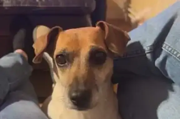 Chien perdu Carignan, photo : Jack Russell femelle perdue