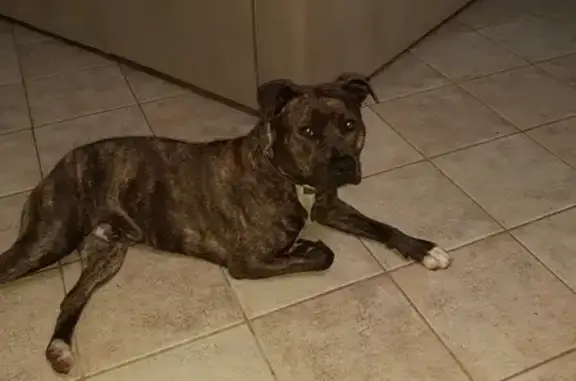 Animaux perdus Le Mans, photo: Chien Staff-Boxer Perdu au Mans