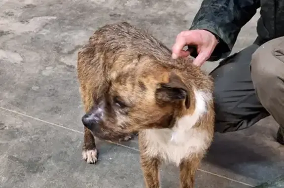 Chien trouvé , photo: Petit chien croisé perdu à Fonsomme