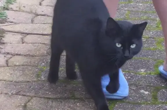 Chatte noire perdue à St-Aubin - photo